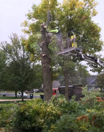 Prescott Tree Service