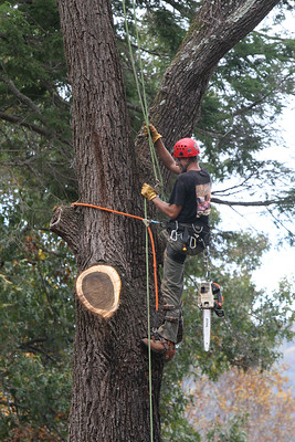 Prescott Tree Service