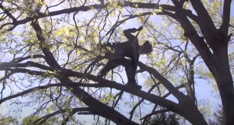 Prescott Tree Service