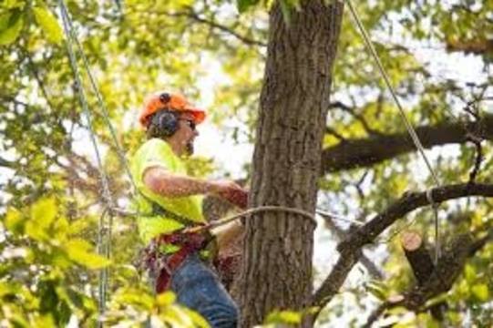 Detroit Tree Service