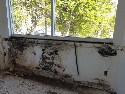TampaBayMold.net - Wesley Chapel FL