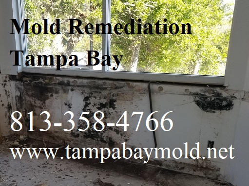 TampaBayMold.net - Clearwater FL